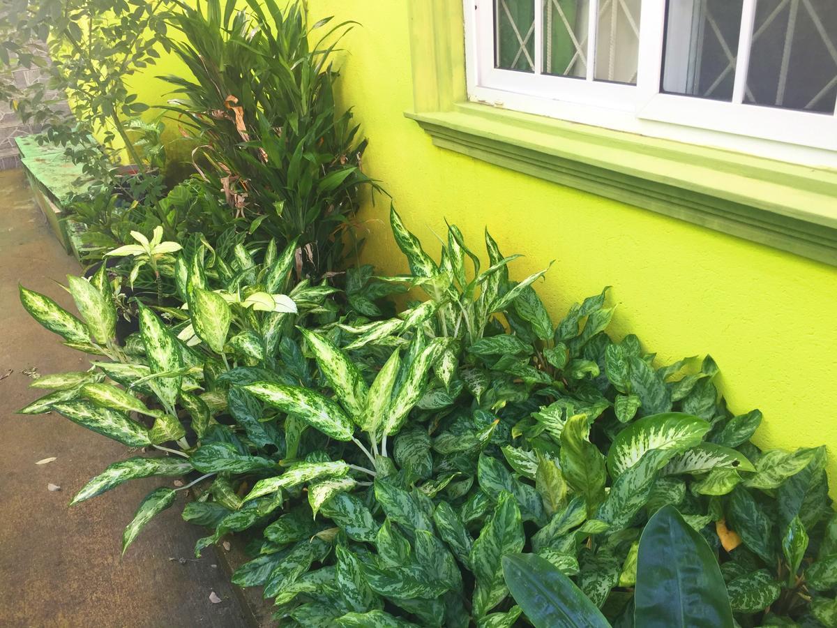 Yaad Hostel 蒙特哥贝 外观 照片